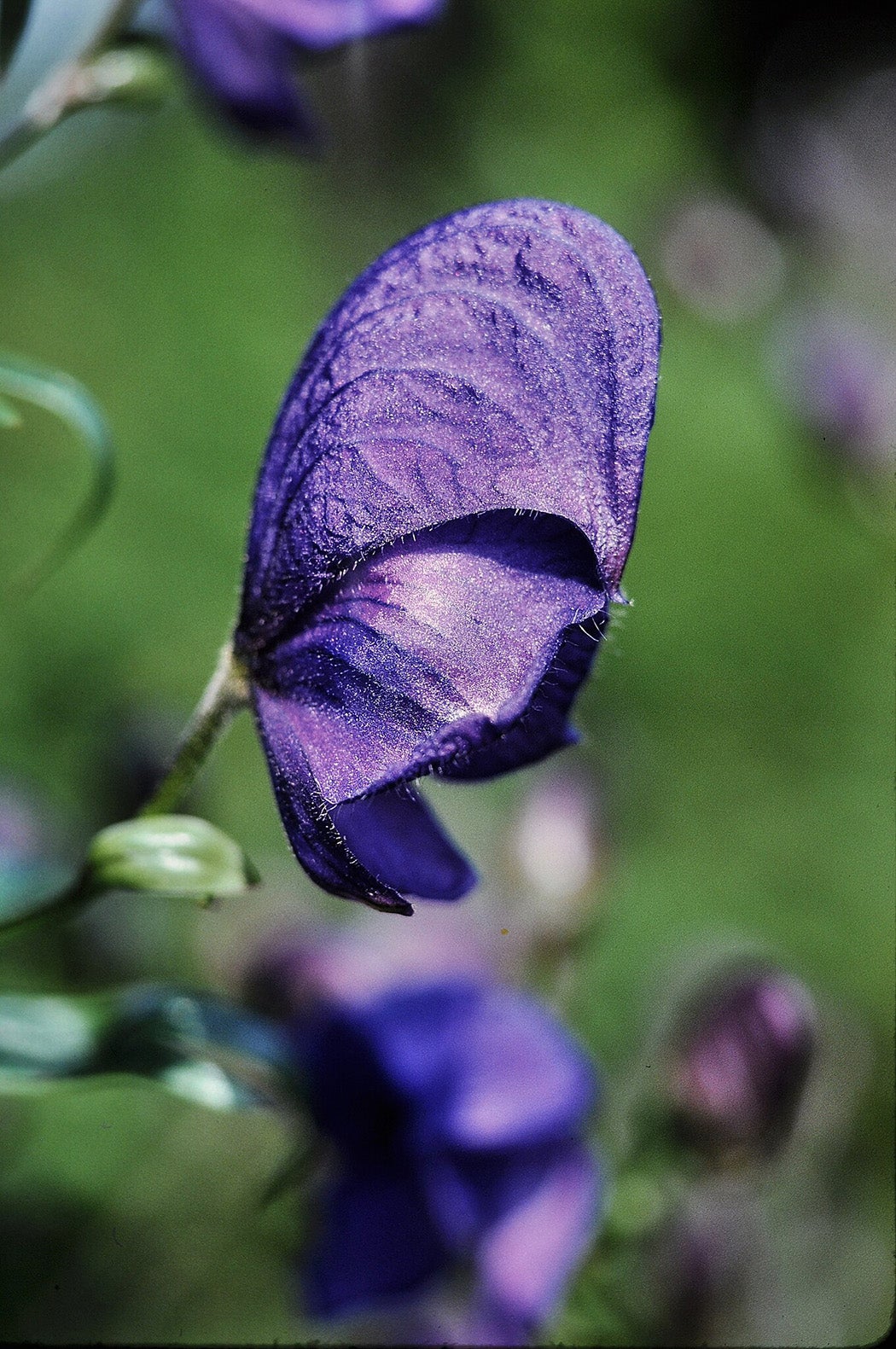 Aconitum napellus flower