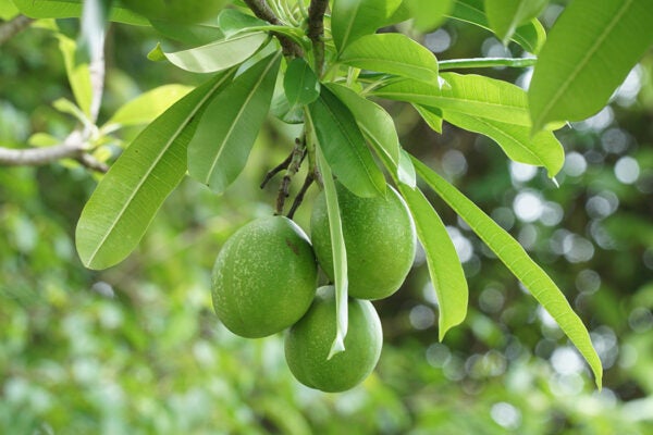 Fruit of the pong-pong tree (Cerbera odollam)