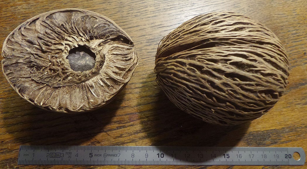 Pong-pong tree seeds, which contain highly concentrated toxic compounds.