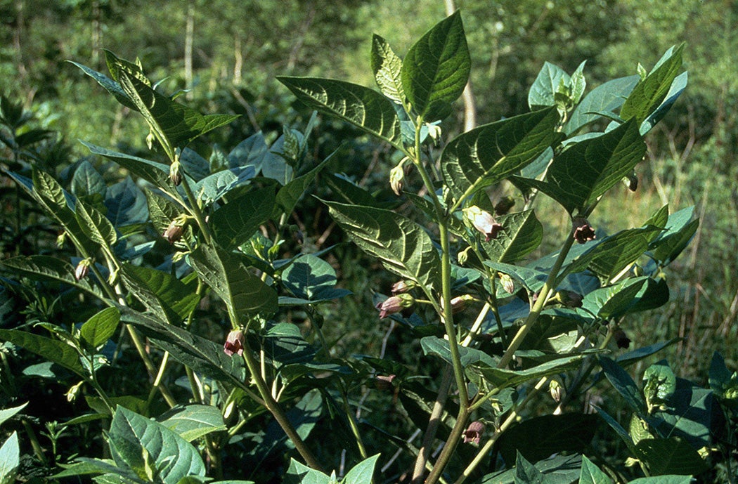 Deadly nightshade (Atropa belladonna) by Rowan McOnegal.