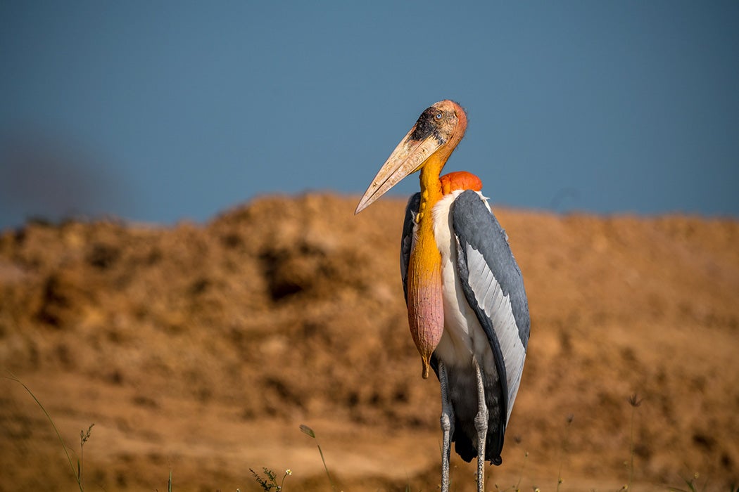 Greater Adjutant (Leptoptilos dubius)