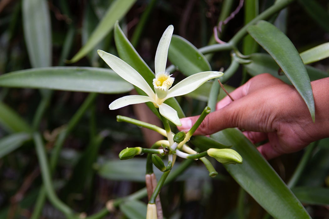 Vanilla production in Taha'a.