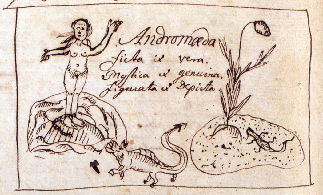 Drawing made by Linnaeus while on his expedition to Lapland comparing the legendary Andromeda to a small plant which he later gave that name, 1732