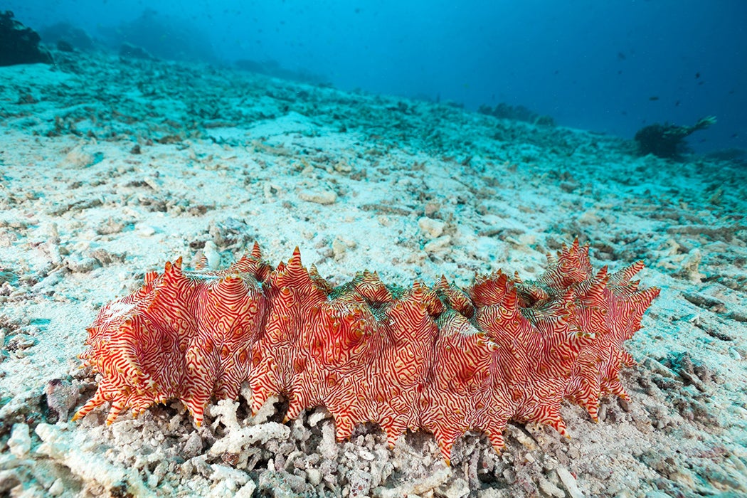 Red-lined Sea Cucumber Thelenota rubralineata in the shallow water near Moyo Island, Sumbawa, Indonesia.