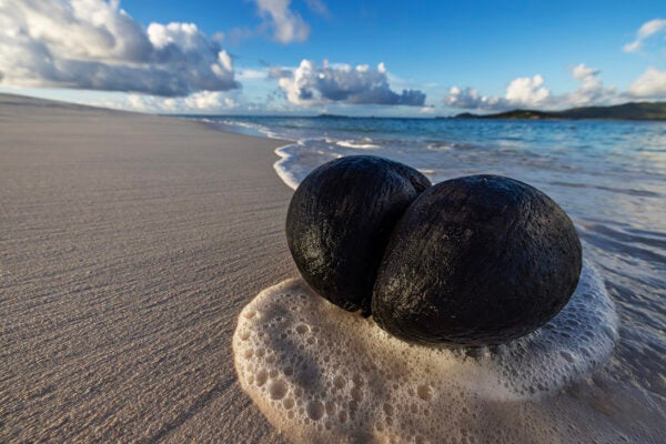 Coco de mer