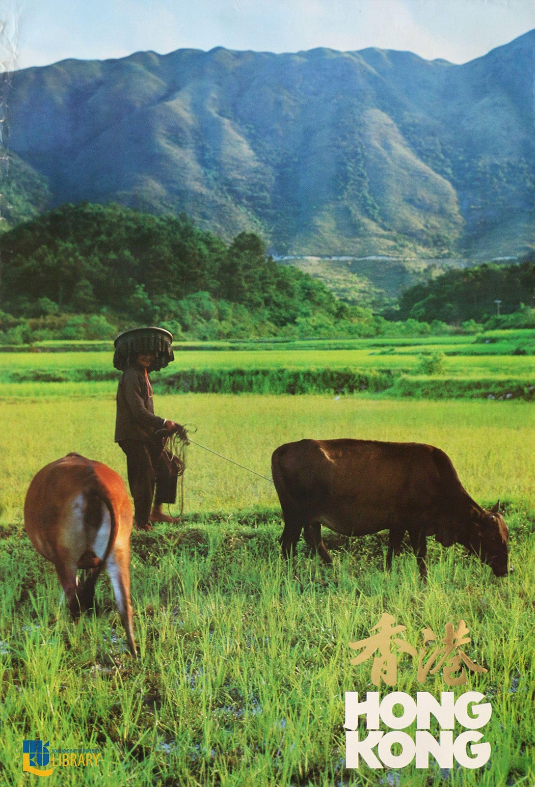 An old lady tending cows