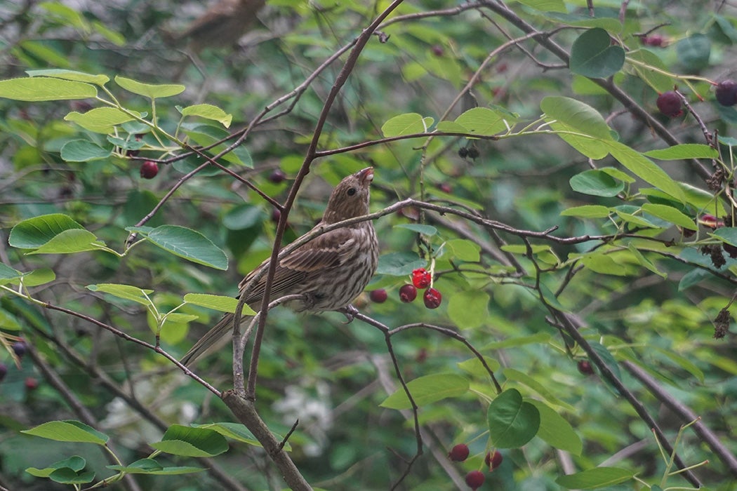 A house finch swallows a bite of juneberry in Washington, DC.