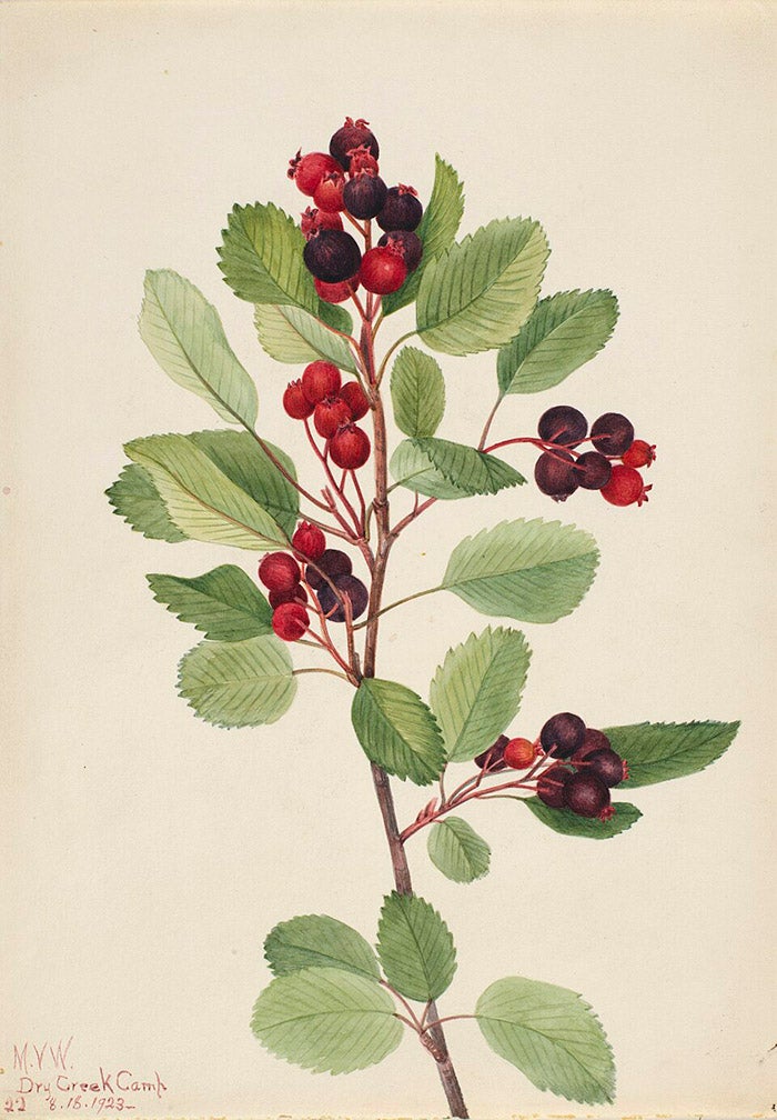 Saskatoon (Amelanchier alnifolia) watercolor by Mary Vaux Walcott, 1923