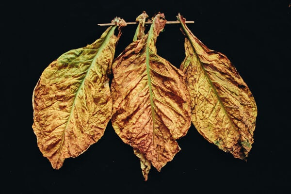 Tobacco leaves on a black background