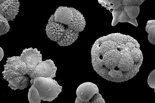These fossilized foraminiferan shells, dating back 35 to 45 million years, were found in Tanzania. They all belong to species that are now extinct. The largest are about half a millimeter in diameter.