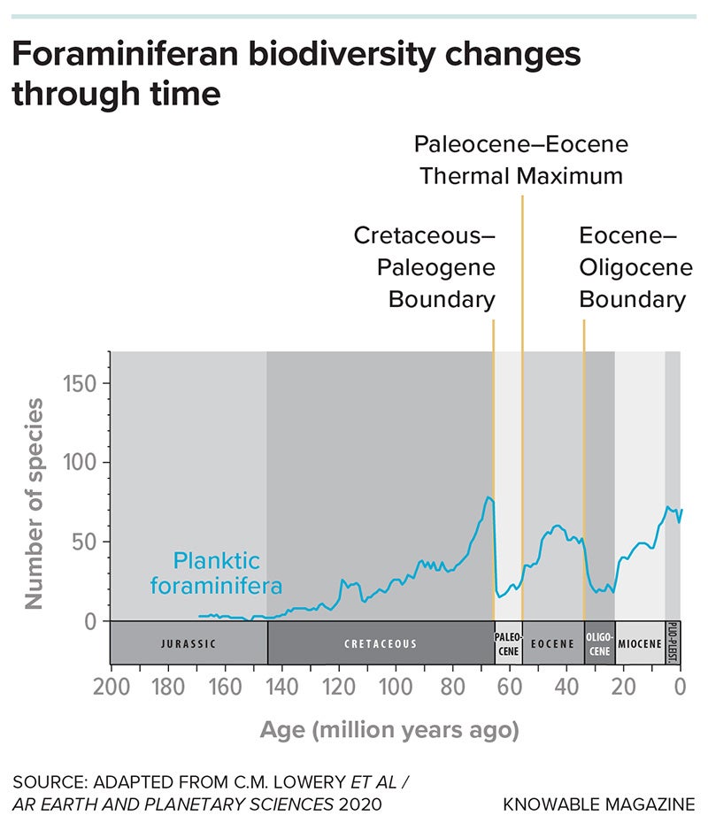 Foraminiferan fossils allow researchers to plot foraminifera diversity through time. The catastrophic events marking the Cretaceous-Paleogene and Eocene-Oligocene boundaries caused dramatic drops in the number of species observed in the fossil record.