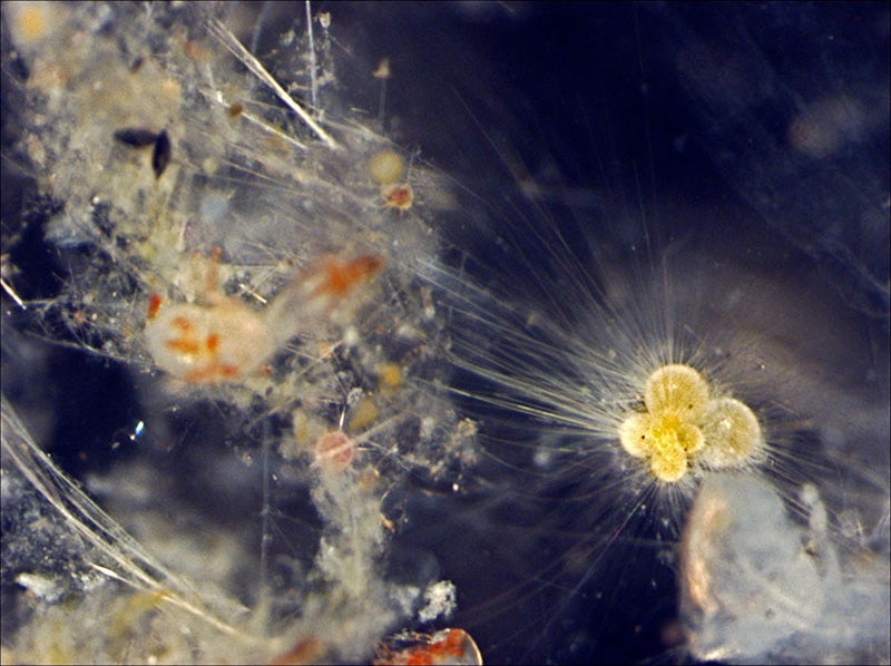 This picture shows a living foraminiferan, on the right, of the species Globigerinella calida, fished out of the southwestern Indian Ocean with a plankton net in 2009. The tentacles it uses to feed and move are clearly visible, extending a significant distance from the shell.