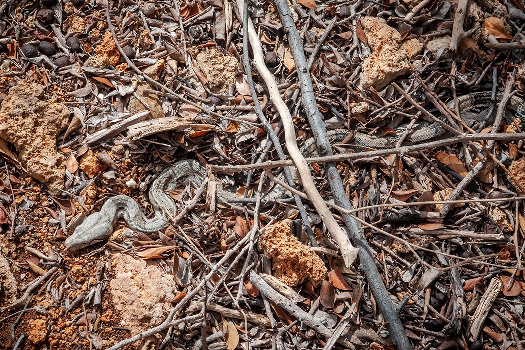 A Boa in Aruba