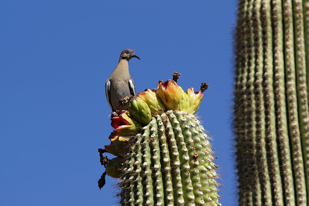 A White-winged Dove perched on a fruiting saguaro cactus.