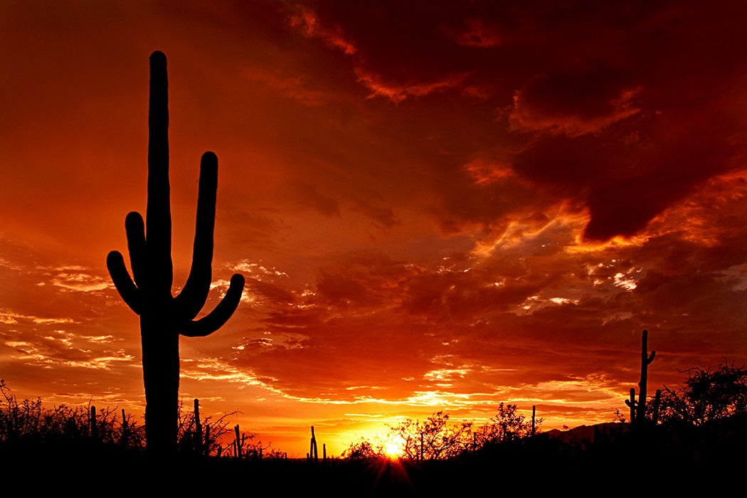 An iconic saguaro silhouette.
