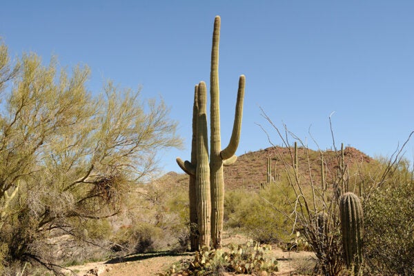 Saguaro cacti tower over Arizona’s desert landscape.