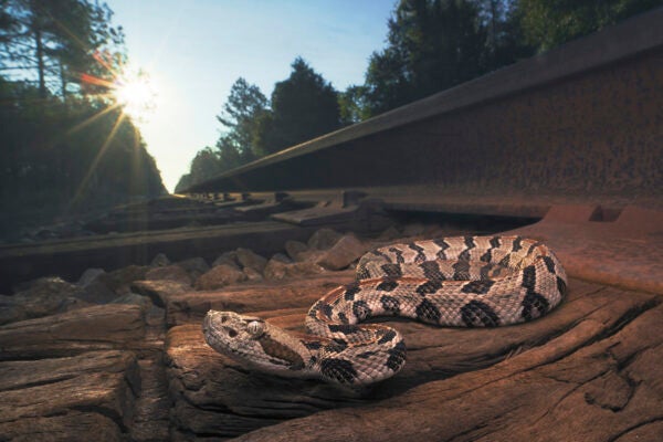 Wild timber rattlesnake (Crotalus horridus) on train tacks at sunrise, Florida