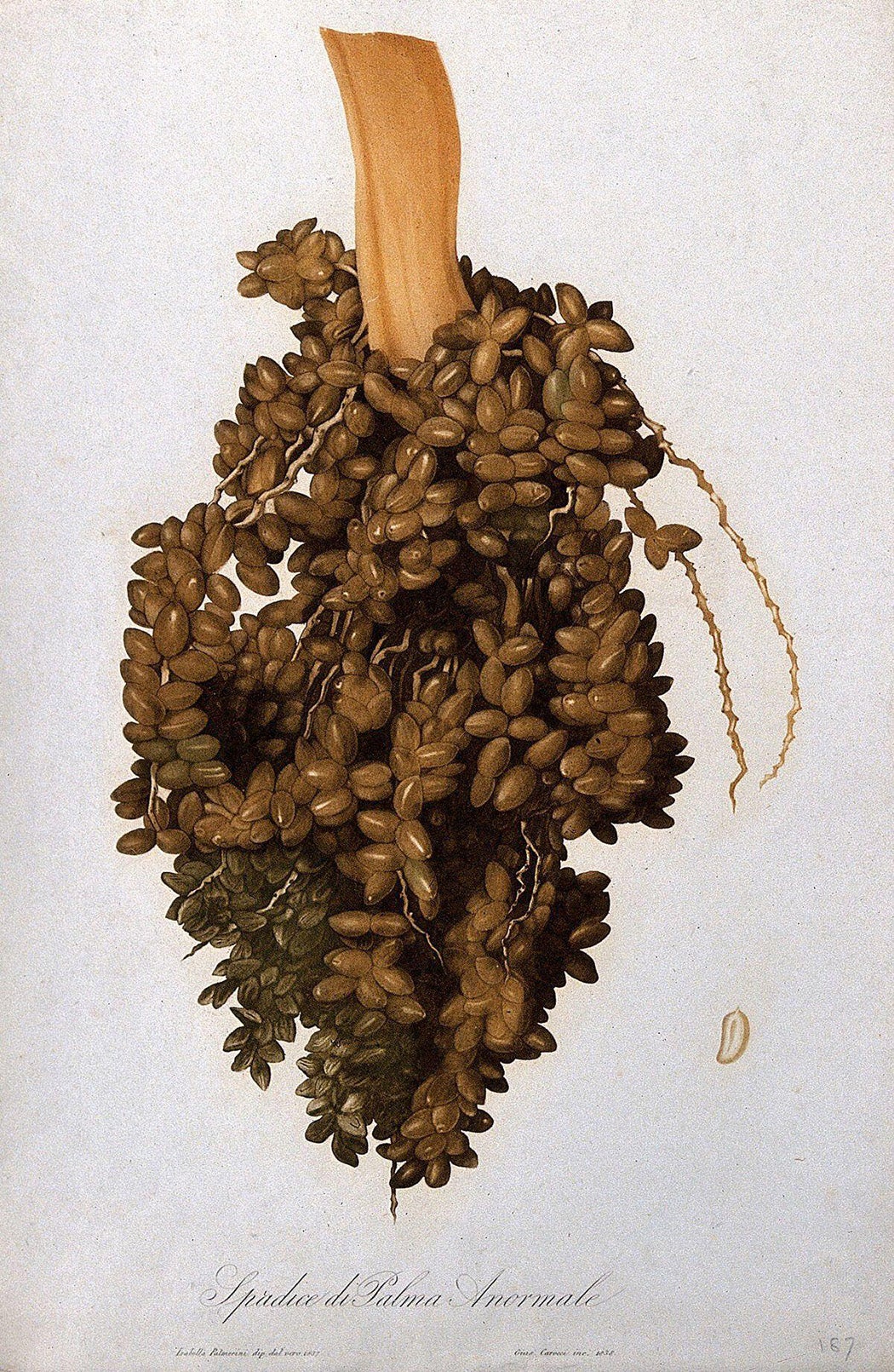 Cluster of fruit of a date palm. Colour aquatint by G. Carocci, 1838
