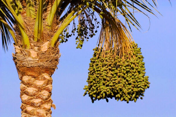 Dates Hanging from Date Palm