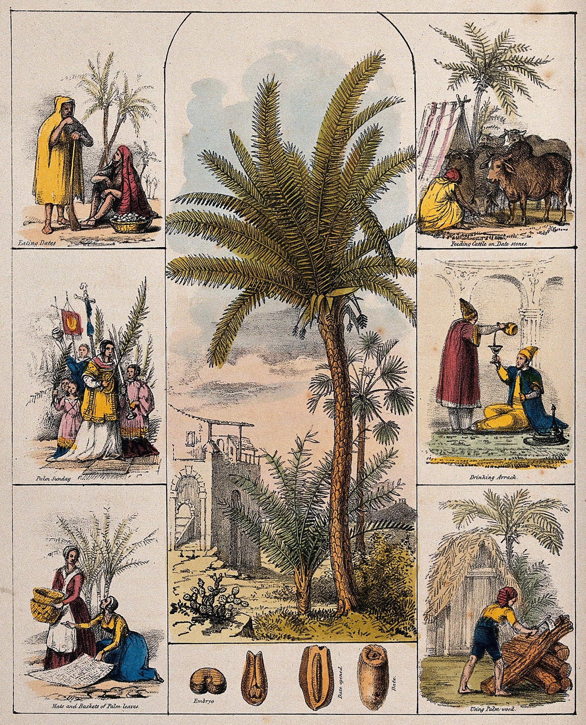 A date palm tree (Phoenix dactylifera) and segments of the fruit bordered by six scenes illustrating its use, c. 1840.