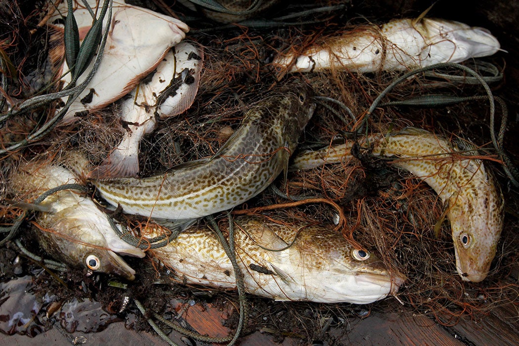 Freshly-caught cod on board a fishing boat in the Baltic Sea.
