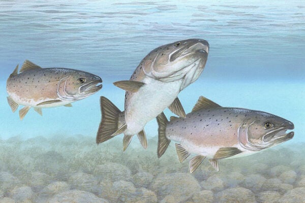Atlantic Salmon