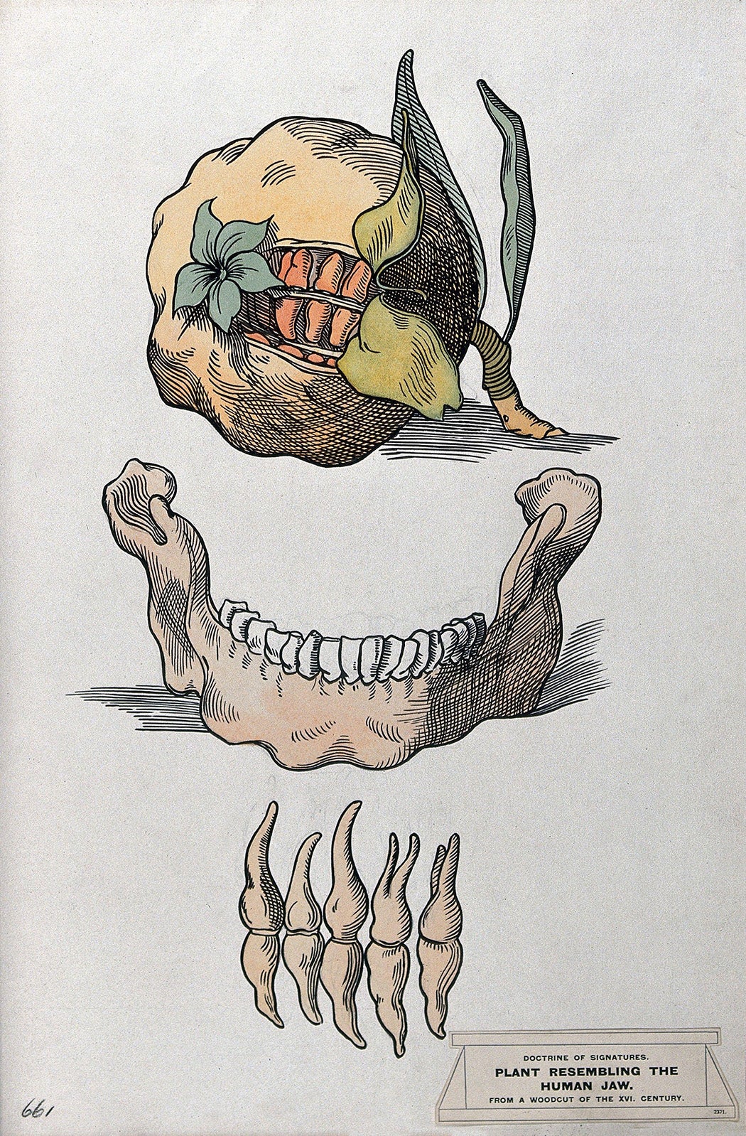 A pomegranate resembling the human jaw, and a jaw-bone and teeth. Coloured ink drawing, c. 1923, after G.B. Della Porta.