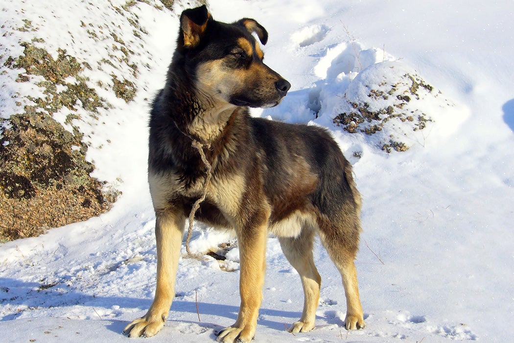 A dog in Gorkhi-Terelj National Park, Mongolia