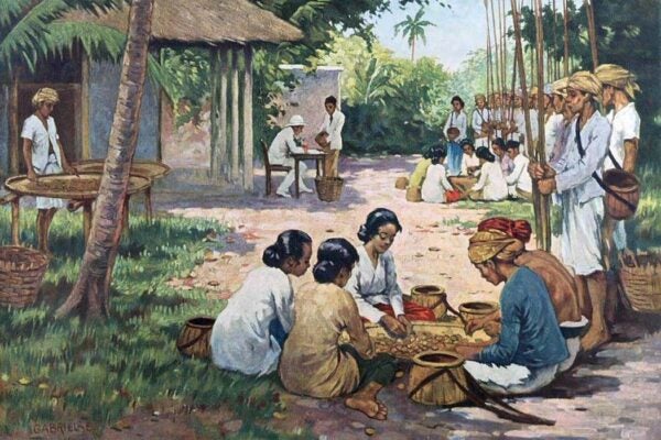 A nutmeg farm in the Maluku Islands