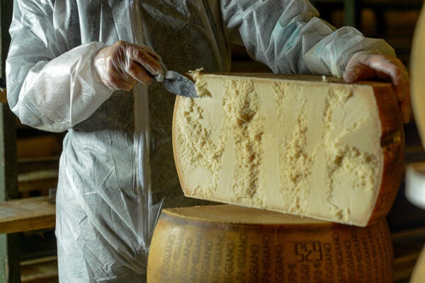 Cheese dairy master cutting a parmesan cheese wheel at the dairy