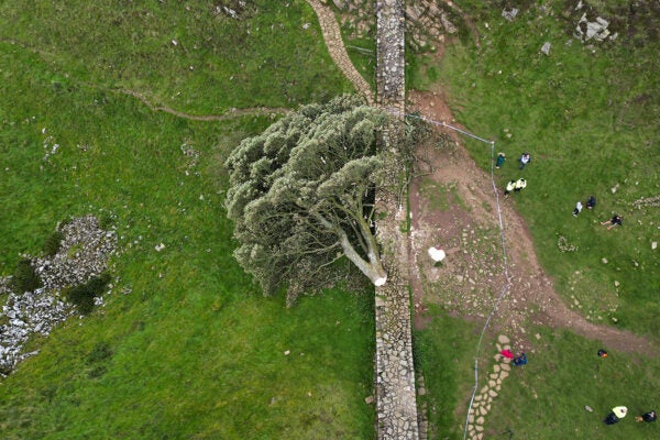 In this aerial view the 'Sycamore Gap' tree on Hadrian's Wall lies on the ground leaving behind only a stump in the spot it once proudly stood, on September 28, 2023 northeast of Haltwhistle, England. The tree, which was apparently felled overnight, was one of the UK's most photographed and appeared in the 1991 Kevin Costner film "Robin Hood: Prince Of Thieves."