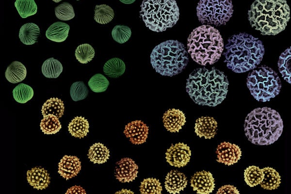 Three species of pollen grains