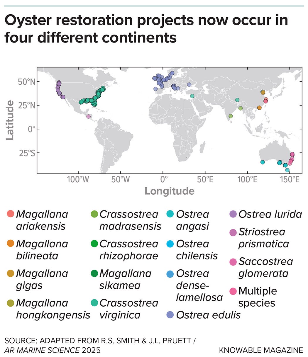 Though the number of oyster restoration projects is quickly increasing, they are largely concentrated in a few specific regions.