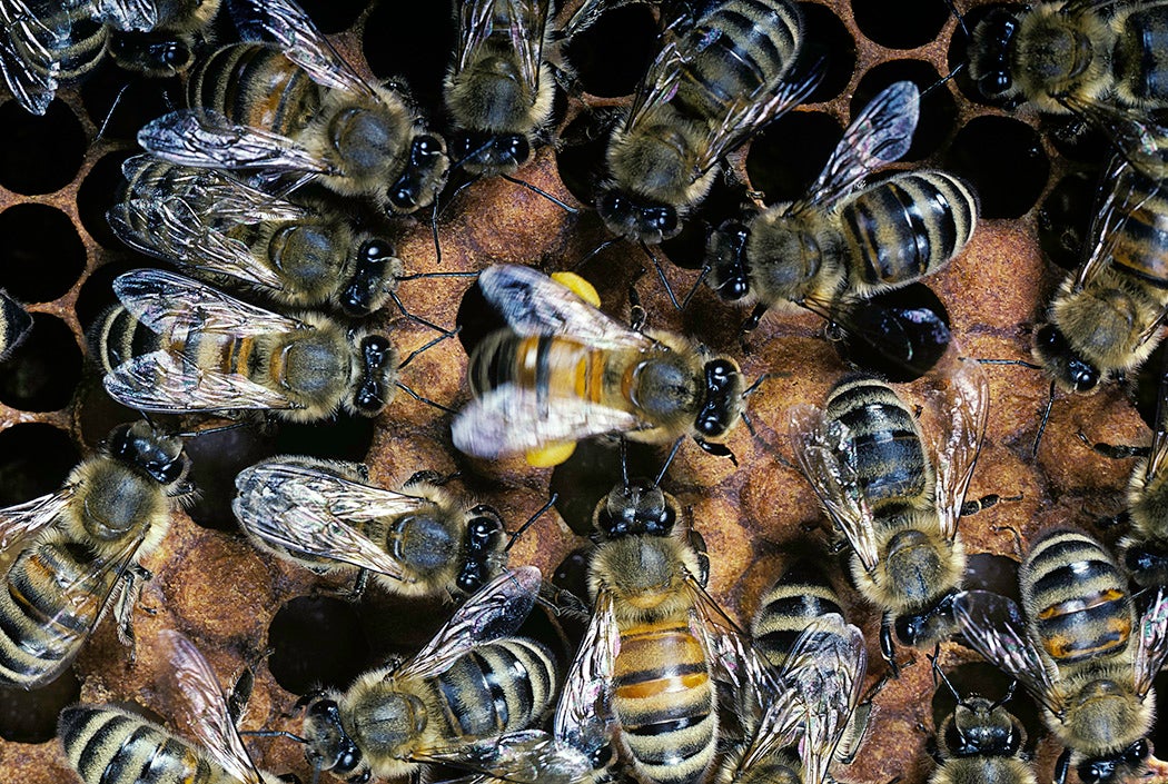 Dancer surrounded by others foragers
