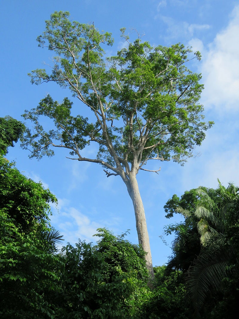 Specimen of Dipteryx odorata in Bolivia