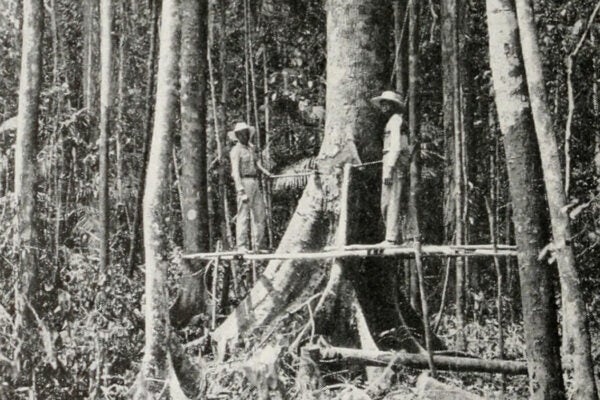 Workers for the Insular Lumber company felling a small Almon (Thorea species) in Northern Negros, 1910.