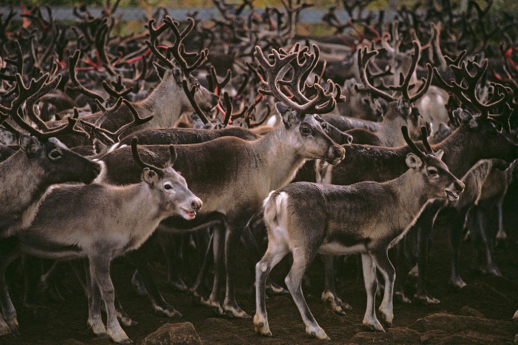 Several thousand reindeer rounded up for slaughter in northern Sweden in 1988, following the Chernobyl accident.