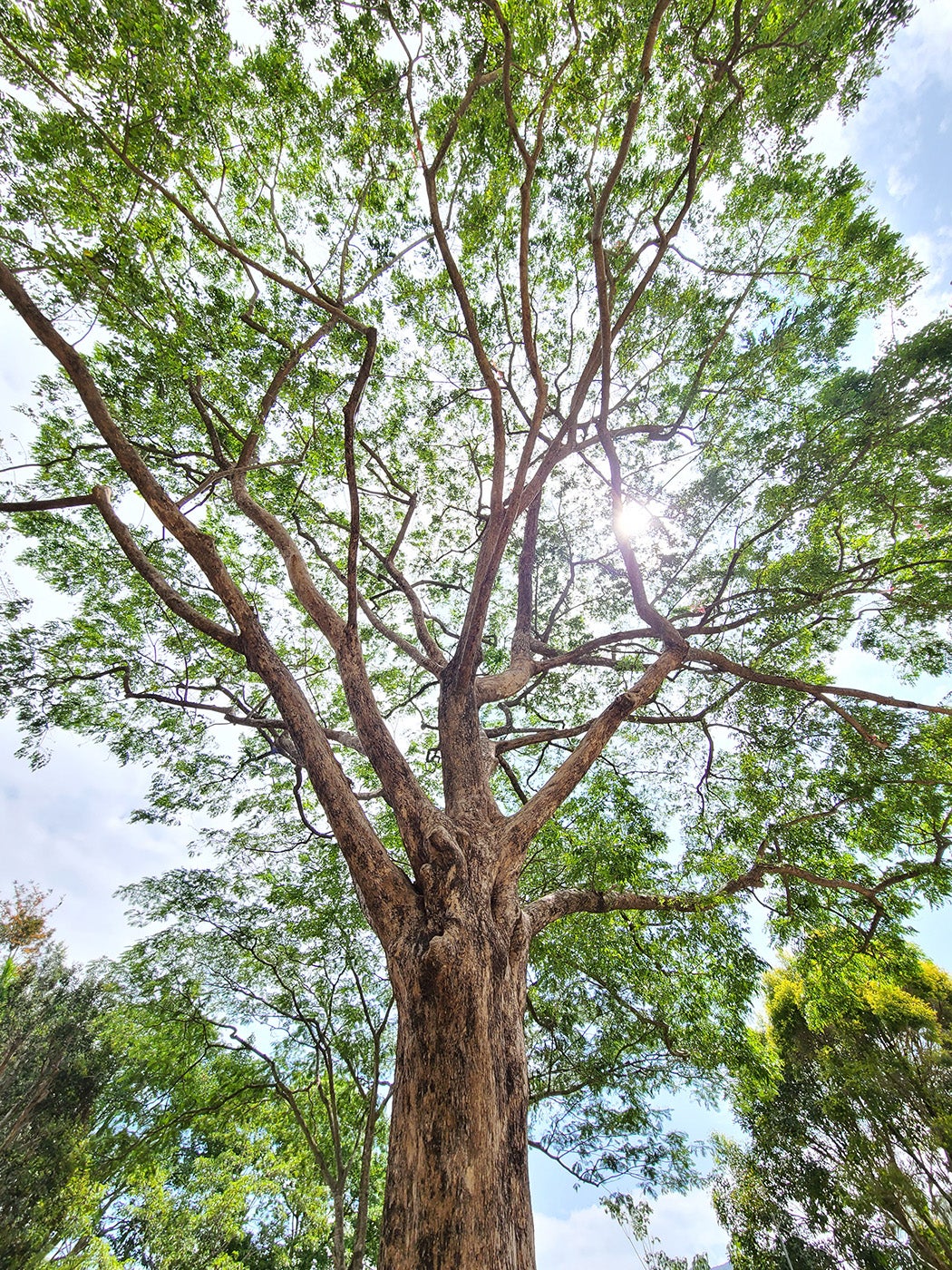 A mature Pterocarpus indicus