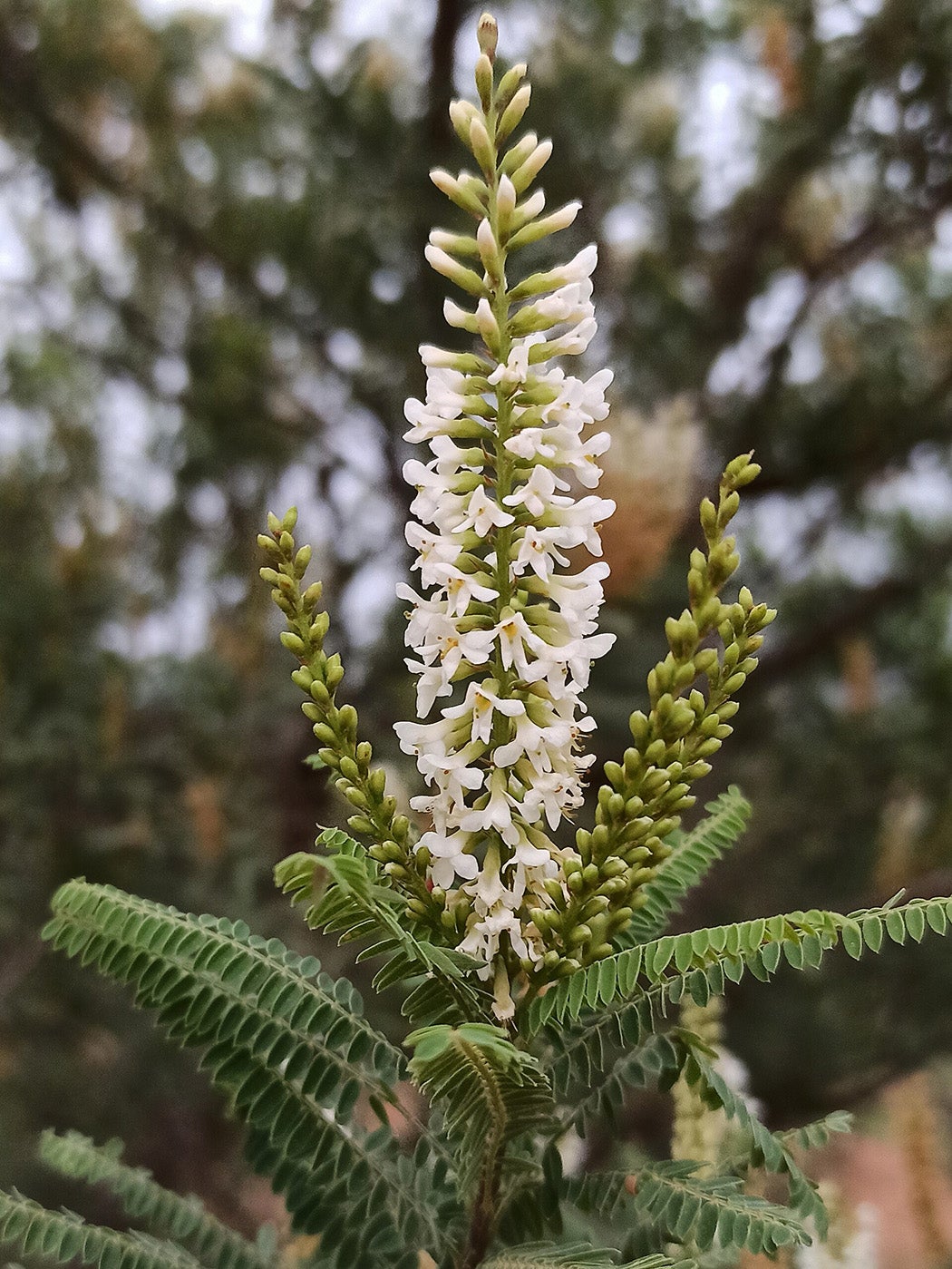 Flower of Eysenhardtia polystachya