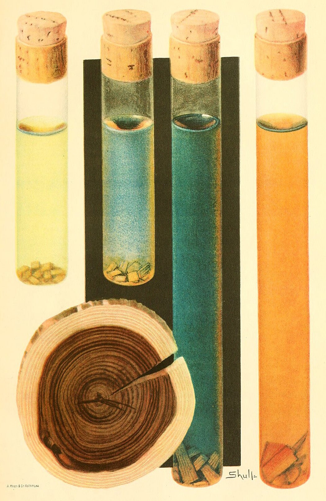 Section of wood of Eysenhardtia polystachya with infusions of sap-wood and heart-wood