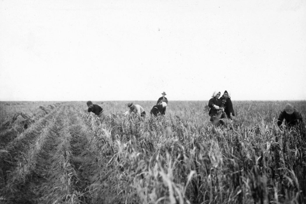 Japanese settlers harvesting millet in Northern Manchuria