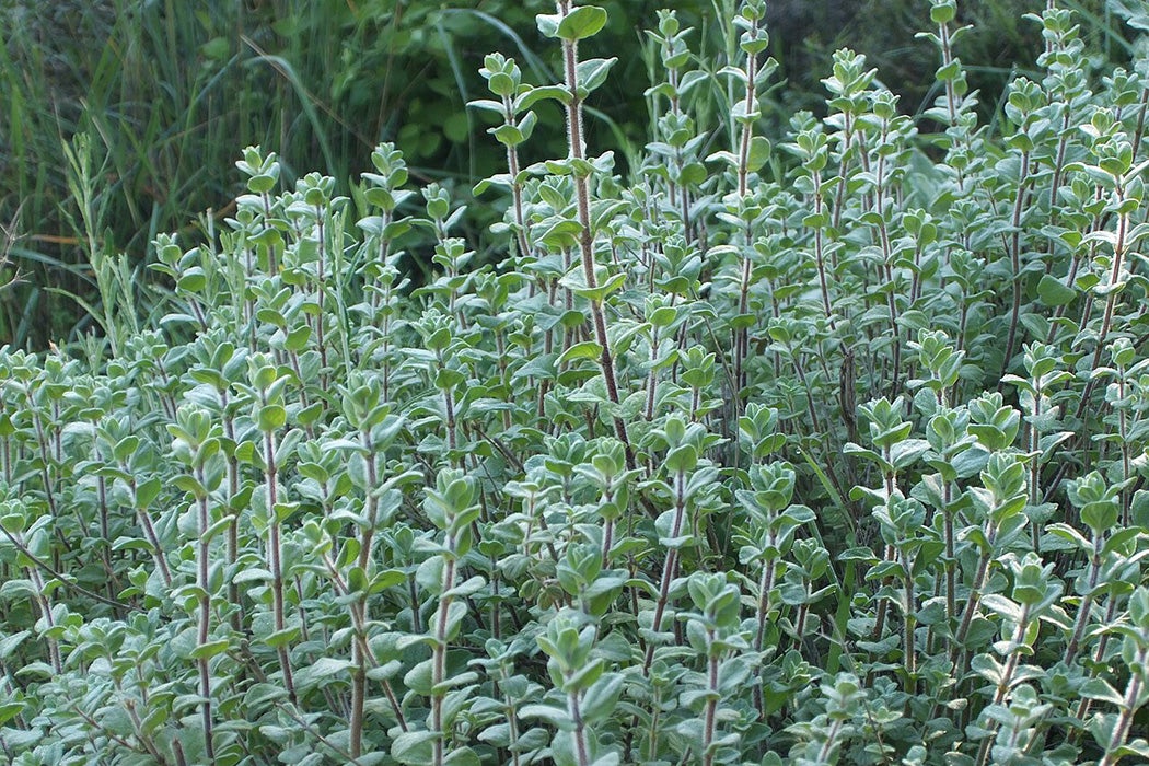 Za’atar: From Ancient Texts to Modern Conflict