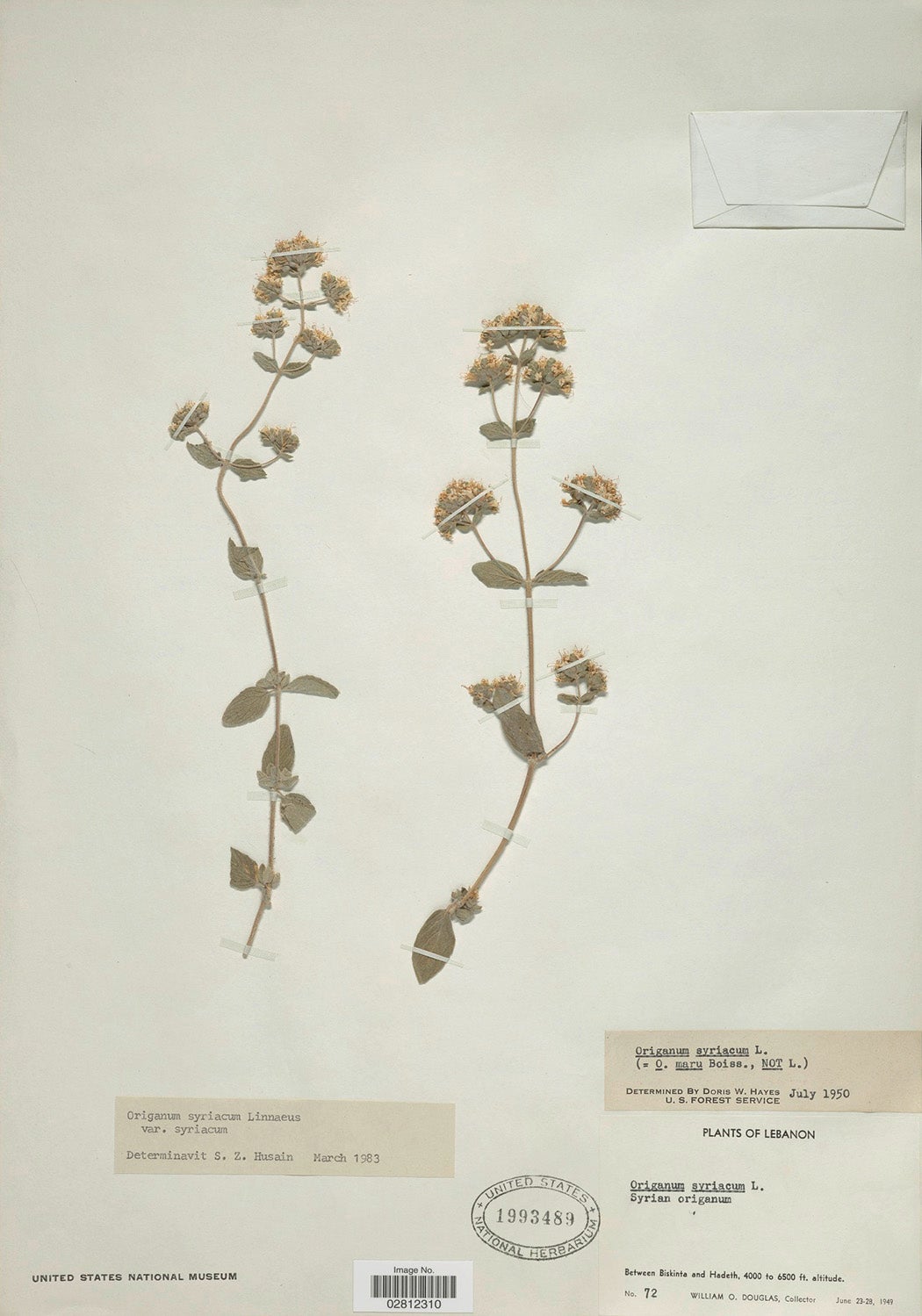 Pressed Specimen of Origanum Syriacum