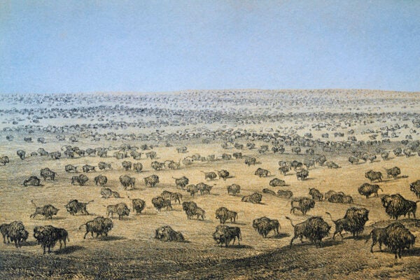 A herd of Buffalo in Western Kansas, 1860s