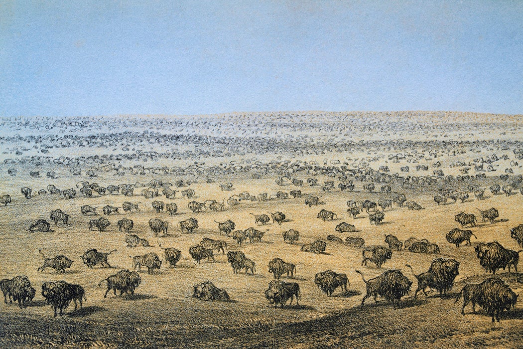 A herd of Buffalo in Western Kansas, 1860s