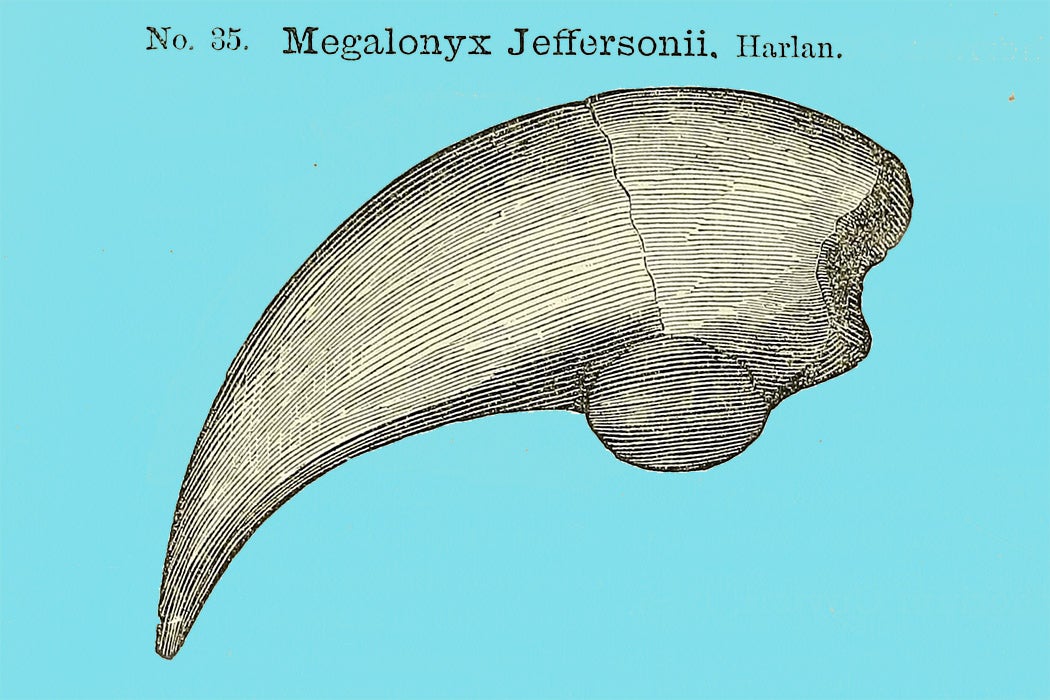 An illustration of a fossilized claw from Megalonyx Jeffersonii, a giant ground sloth, found in a cave in Greenbriar County, West Virginia.