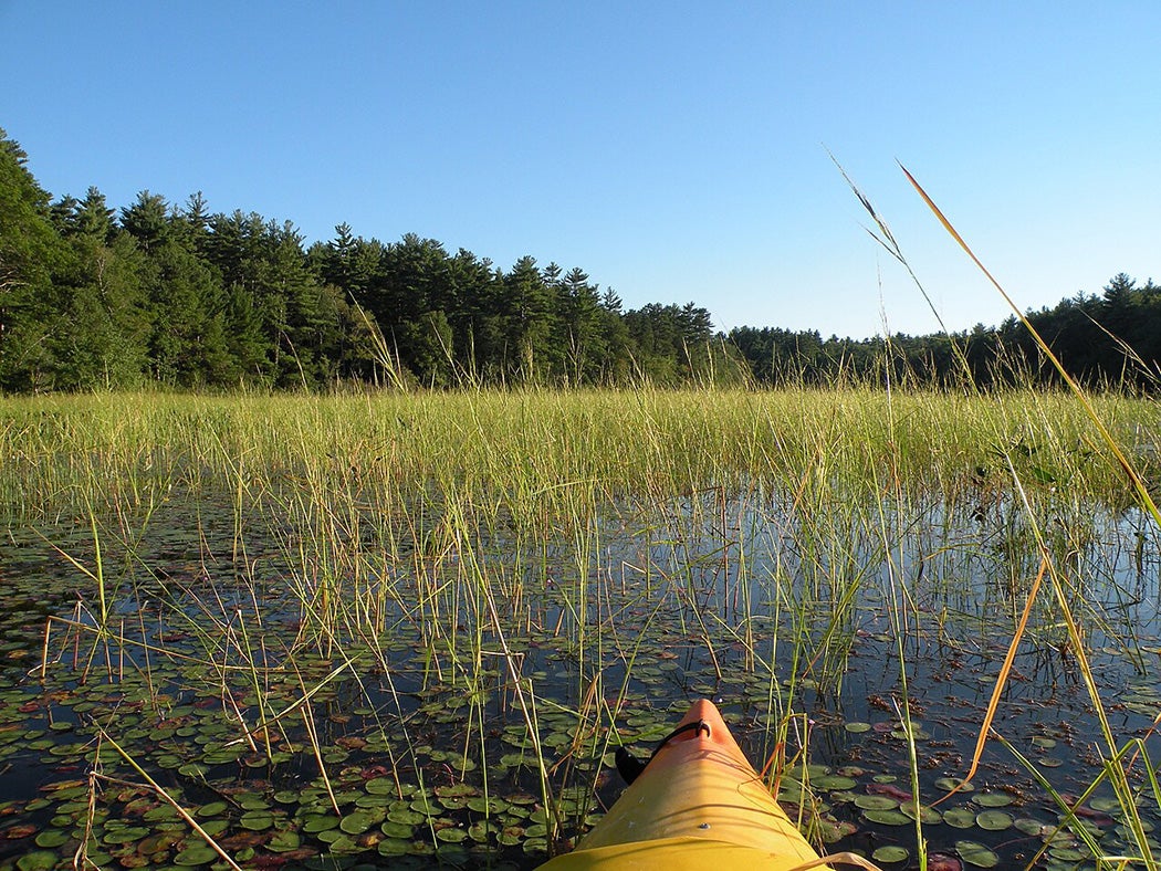 Northern Wild Rice (Zizania palustris), Coventry, RI
