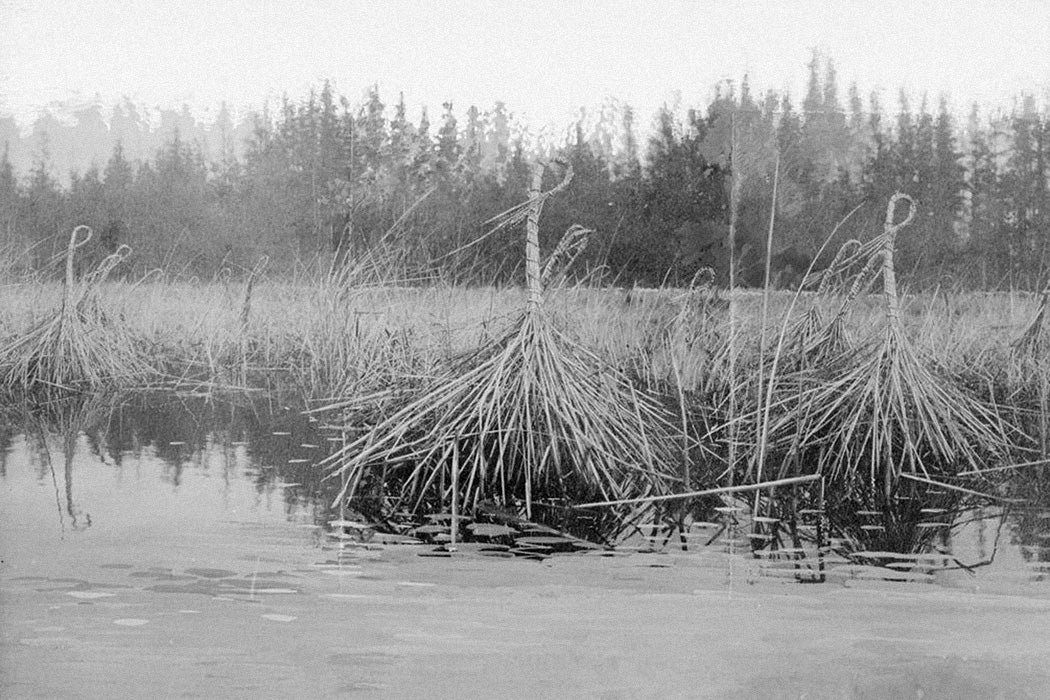 Wild Rice Tied in Bunches or Sheaves While in Marsh, 1899