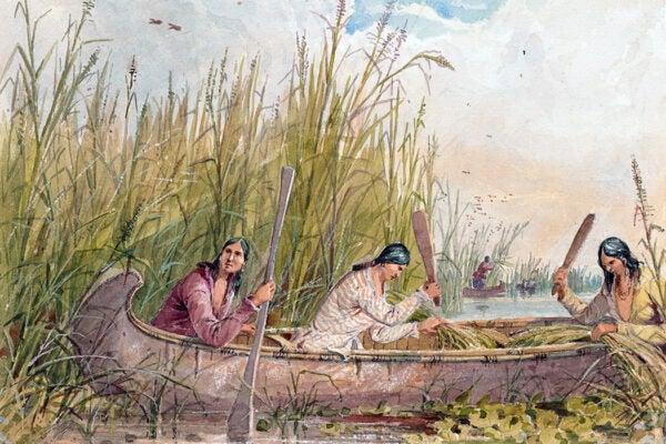 Source: https://collections.artsmia.org/art/36169/gathering-wild-rice-seth-eastman