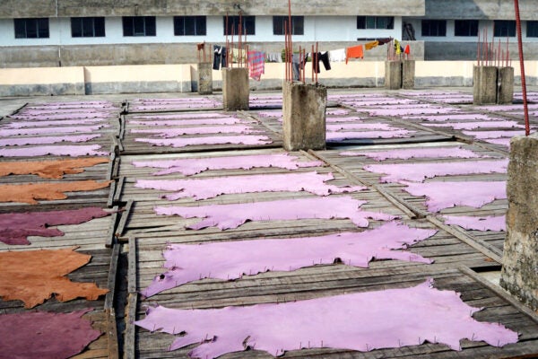 Leather hides drying on tannery rooftop in Kolkata, india